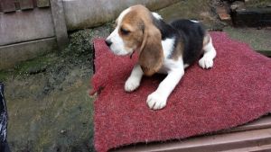 Beagle Puppies For Lovely Homes