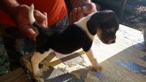 Akc male beagle