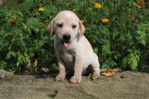 Harvey Sharp Eagle ***