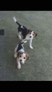 Stunning Tri Coloured Beagle Boys