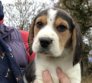 Champion Bloodline Bred Beagle Puppies