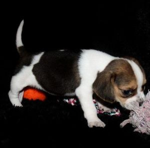 Beagle Puppies Kc Registered