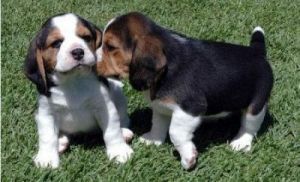 Beagl x basset pups ***