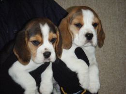Quality Beagle Pups