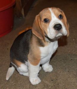 AKC registered beagle puppies Looking For New Homes