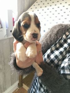 Stunning Beagle Pups