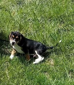 Beagle Puppy