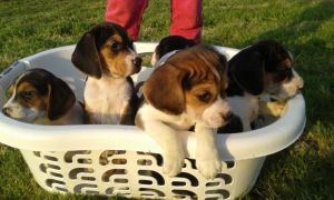 Beagle puppies for sale