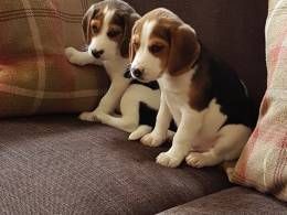 Beagle puppies ready for new homes