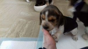 Beagle Puppies For Sale