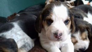 Pedigree Beagle Puppies For Sale