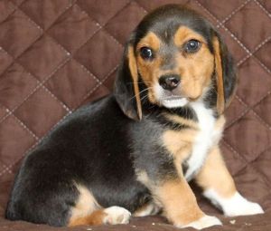 Akc registered beagle pups text us on ***