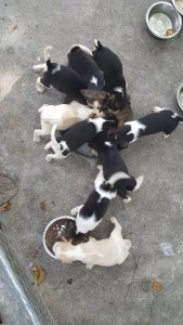 Female beagle pups