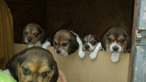 Beagle Puppies for Sale