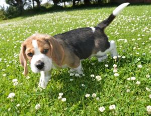 Beautiful Beagle Puppies