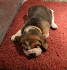 Beaglears ( Beagle X Cavalier )