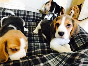 Beagle Puppies