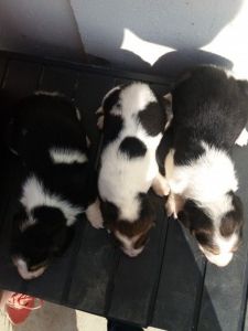 Adorable Litter Of Beagle Puppies