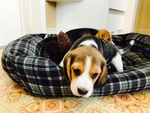 Beagle Puppies For Sale
