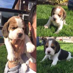 Kc Reg Puppies Ready Now