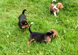 Beagle puppies
