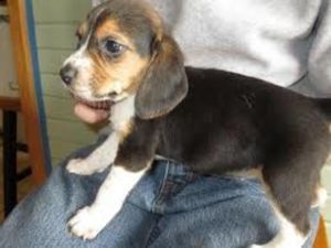 Akc champion blood line beagles 1 female 1 male