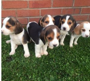 Beagle Puppies