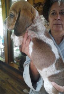 Beagle Puppies for sell