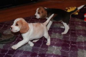 Beautiful Beagle Puppies