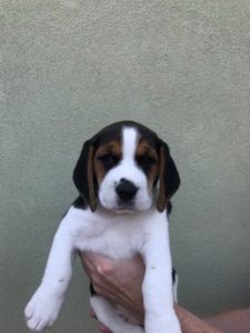 Beagle Pups