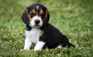 Tri Coloured Beagles Puppies Ready Now