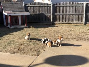 Beagles puppies