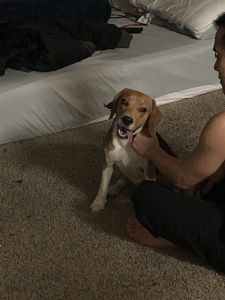 1 year old beagle for sale