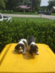 Beagle Puppies