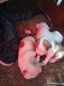 Puppies for sale