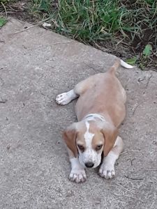 Free to a great home