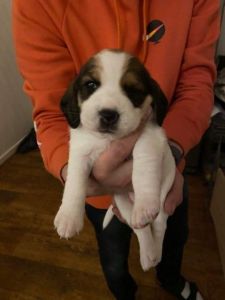 Beagle Puppies For Sale