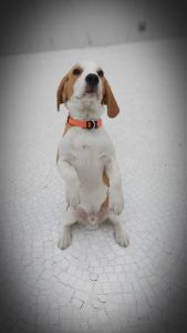 7 month old beagle for sale