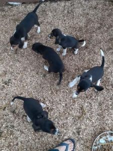 Beagle puppies
