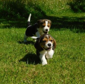 Beautiful Beagle puppies
