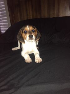 Loving Puppy needs good home