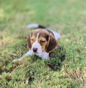 Pocket Beagle Puppy