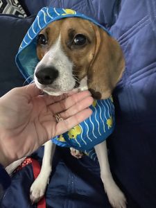 I have a7 month old girl puppy and she’s a beagle