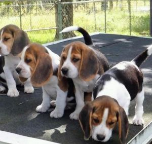 Beautiful male and female Beagle puppies ***