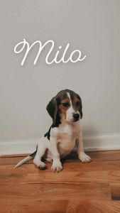 Loving puppy This is NOT A SCAM