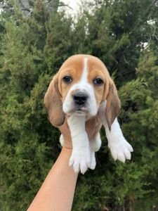 Male beagle 6 weeks old