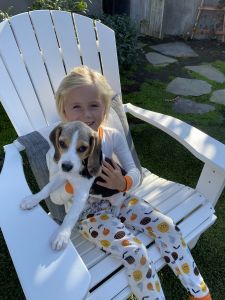 Handsome male beagle