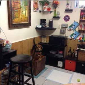 Adorable Little Beagle Puppy