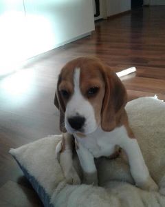 Beagle puppy