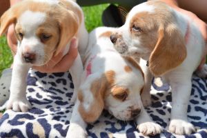 AKC Registered Lemon Spot Beagles